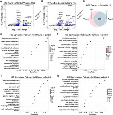 Cellular and transcriptomic changes by the supplementation of aged rat serum in human pluripotent stem cell-derived myogenic progenitors